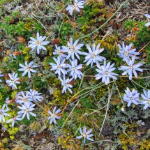 Flowers of the tundra of Tierre del Fuego